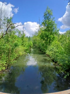 Du côté des grandes Mottines - Le Vanneau-Irleau - 21