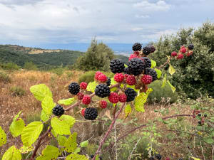 Beauchastel, le sentier des Merles - Beauchastel - 7