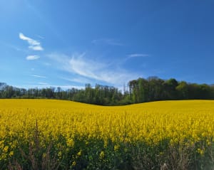 Marais et campagne autour de Palluel - Palluel - 12