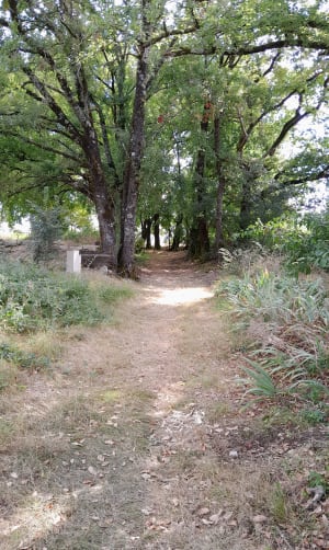 Agréable balade en plaine à Saint-Aubin-de-Lanquais - Saint-Aubin-de-Lanquais - 3