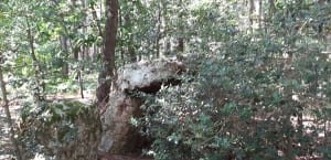 Belle balade dans la forêt de : "Les Bois d'Anjou" - JEAN MARIE - 9