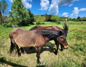 Randonnée en Cévennes au départ de Lasalle - Lasalle - 9