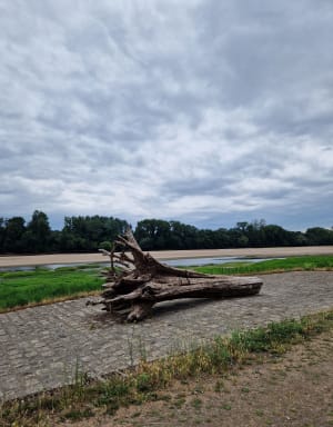 Balade au long de la Loire jusqu'au jardin méditerranéen - Sainte-Gemmes-sur-Loire - 4