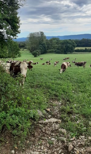 Balade près du Pont de Pyle - La Tour-du-Meix - 45