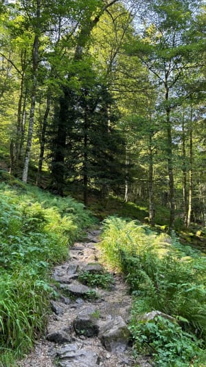 Rando en forêt et lac des corbeaux à La Bresse - La Bresse - 5