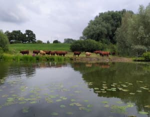 Houlle, ses paysages champêtres et sa rivière apaisante - Houlle - 17
