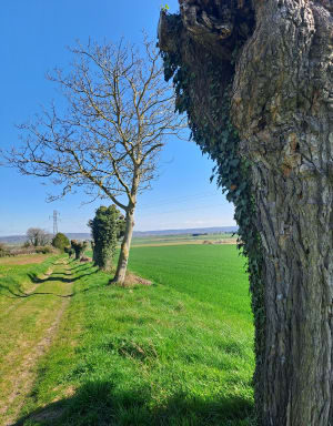 Balade sur Saint Clair du Rhône et Saint Prim. - Christiane - 10