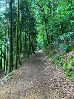 Balade dans la forêt domaniale de Clohars Carnoët - Quimperlé - 13