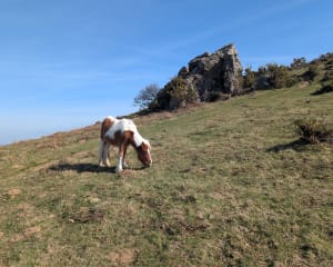Aïnhoa, chapelle de l'aubépine, Errebi, col des Trois Croix - Aïnhoa - 14