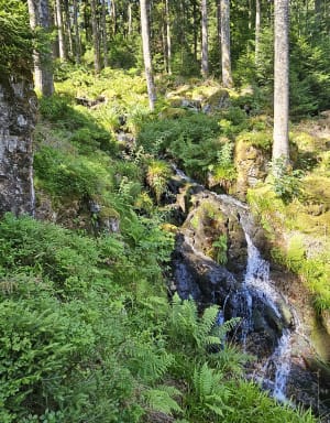 Saut de la Bourrique et Tête de Mérelle à Géradmer - Gérardmer - 27