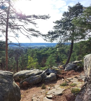 Points de vue et petite mare en forêt de Fontainebleau. - Fontainebleau - 22