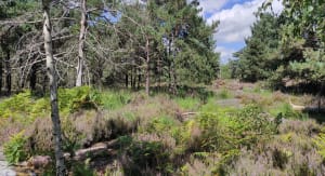 Barbizon - Stephane - 15