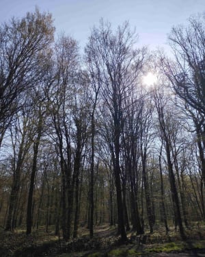 Forêt de Marchiennes et Battelerie - Marchiennes - 11