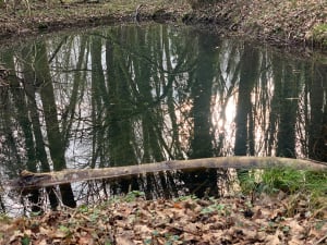 Les trésors de la forêt d’ambre - Osselle-Routelle - 11