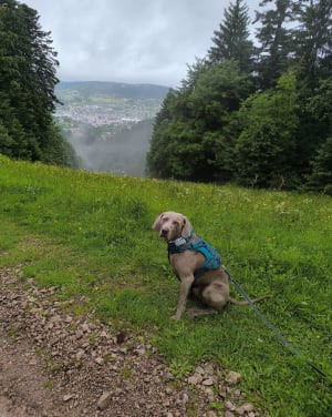 Gérardmer et détente en écoutant le chant des oiseaux - Gérardmer - 5