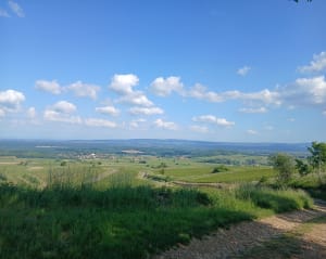 Montagny-lès-Buxy et grand cru de Bourgogne - Montagny-lès-Buxy - 4