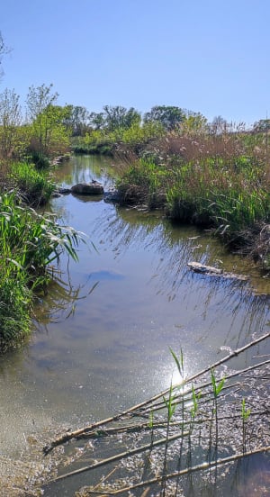Saint Nazaire et la transhumance, par l'Etang - Saint-Nazaire - 14