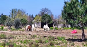 Saint Nazaire et la transhumance, par l'Etang - Saint-Nazaire - 15