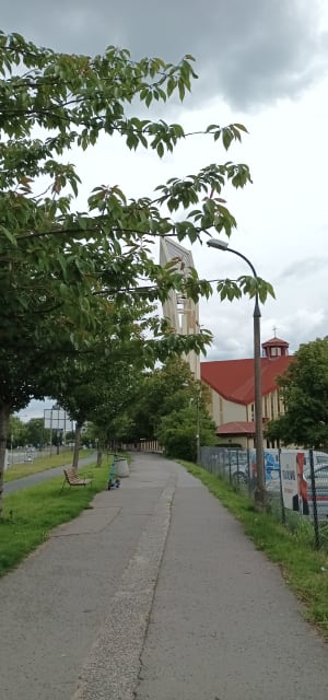 Warszawska mała Japonia kwitnąca na różowo - Klaudia - 6