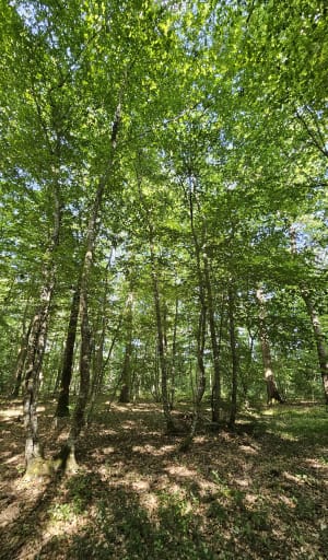 Balade en forêt de Montargis - Amilly - 5