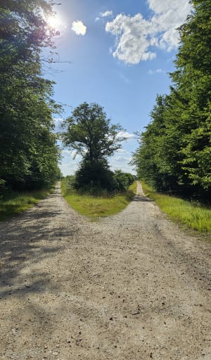 Balade en forêt de Montargis - Amilly - 8