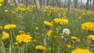 Colline calcaire - VINCENT - 3