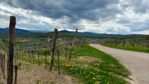 Colline calcaire - VINCENT - 4