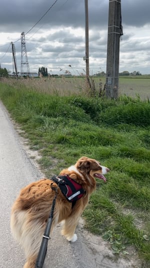 Balade campagnarde à Cappelle-Brouck - Cappelle-Brouck - 7