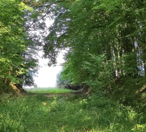 Sentier "Le colosse aux pieds d’argile" - Piney - 34