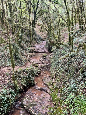 Puycelsi en zijn legendarische Grésigne-bos - Puycelsi - 16