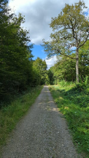 Marche en forêt - Ozoir-la-Ferrière - 7