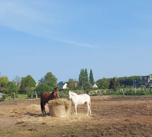 Petite balade à Cancale sur des chemins accessibles - Cancale - 8