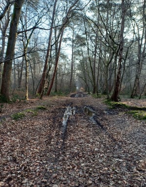 Montigny et séance de câlins aux arbres en forêt de Roumare - Montigny - 7