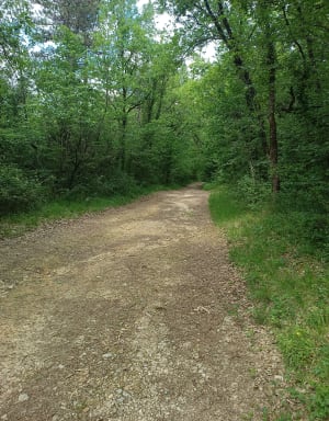 Dans la forêt du Bois Brûlé - La Couronne - 6