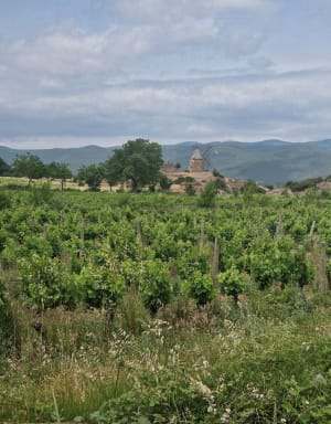Les Clapas à Saint-Chinian - Saint-Chinian - 4