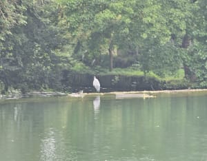 Balade dans le Marais, de Niort à Coulon - Niort - 10