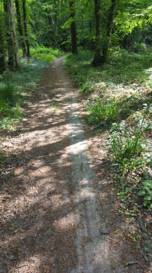 Forêt de Nieppe - Morbecque - 10