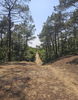 OT Brem: entre marais, forêt d'Olonne, et dunes - Brem-sur-Mer - 10