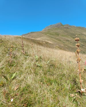 Klim naar de Col de Cabre en kom moeflons en marmotten tegen - Mandailles-Saint-Julien - 6
