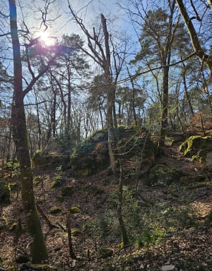 Balade forestière à Fontainebleau - Fontainebleau - 4