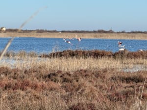 Mauguio: droomexcursie rond de moerassen van Plagnol - Mauguio - 25