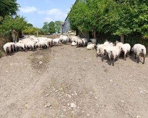 Balade près du Gué de l’Épine - Le Val-Saint-Père - 9