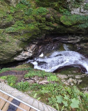 Etre saisi par les gorges de la Saine et de la Langouette - Les Planches-en-Montagne - 5