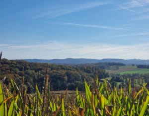 Hirsingue par Bettendorf en boucle - Rachel - 2