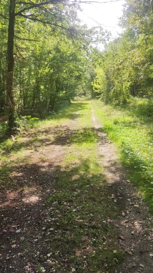 Waterwonderen en rustgevende vijvers rond Avensan - Avensan - 22