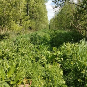 Balade dans les marais autour de Montreuil et centre-ville - Aeryn - 5