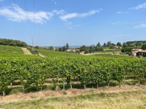 Promenade sympa à Saint-Jean-des-Vignes - Saint-Jean-des-Vignes - 13