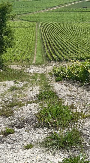 Rully par les sentiers et  les vignes - Rully - 4