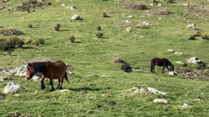 Boucle du col d'Ibardin par le GR 10 - Urrugne - 32