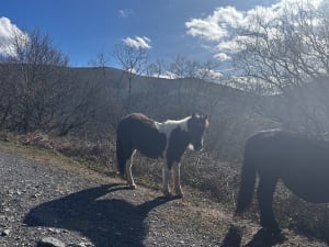 Boucle du col d'Ibardin par le GR 10 - Urrugne - 33